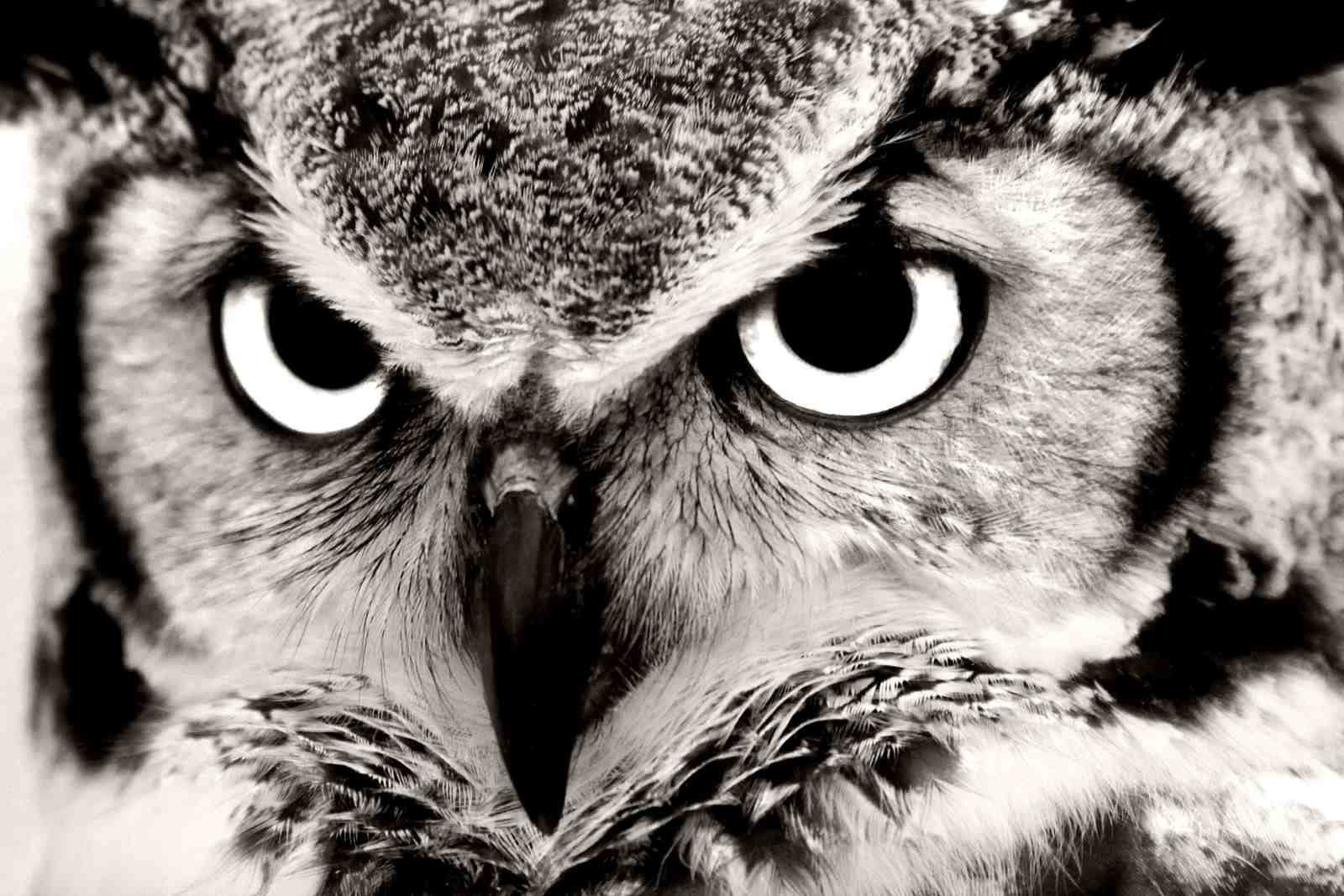 Intense Owl Eye Close-Up Wall Art