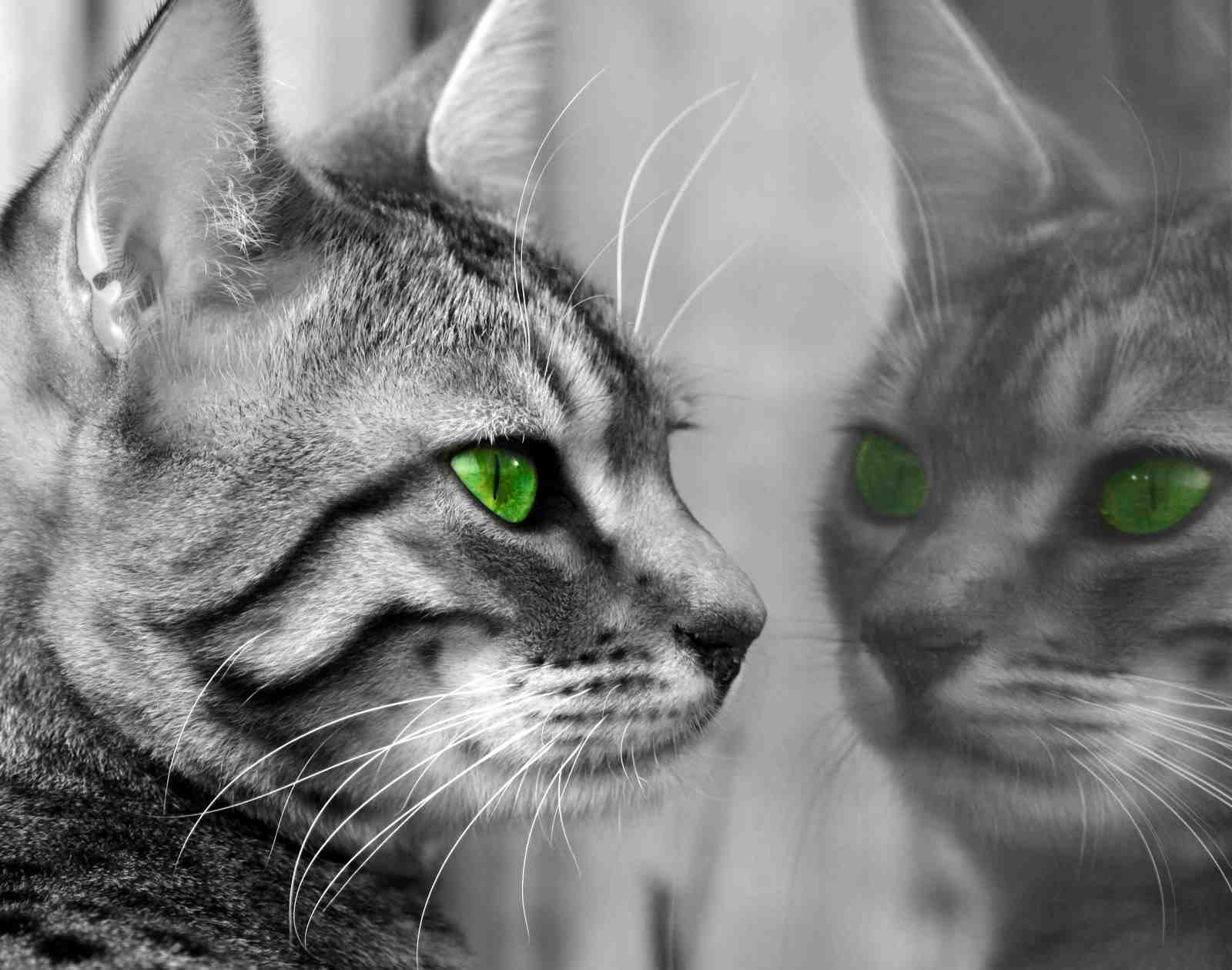 Mystic Green Eyes Cat Portrait Wall Art