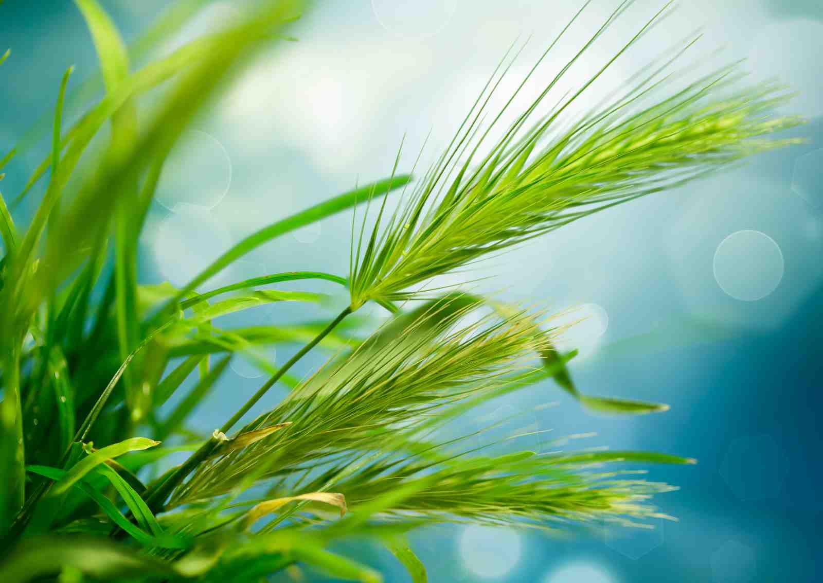 Lush Green Grass Close-up Wall Art