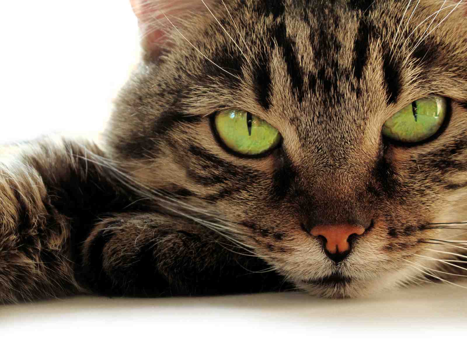 Captivating Green Eyes Tabby Cat Wall Art