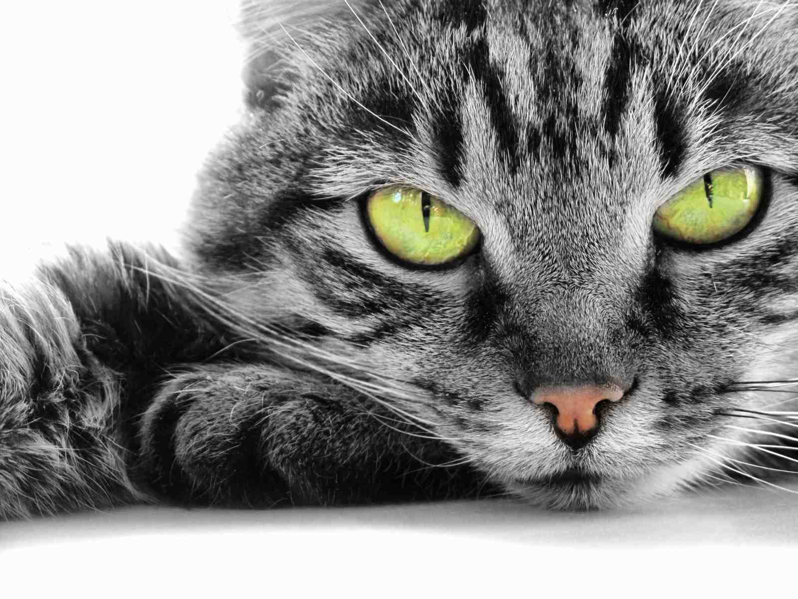 Intense Green Eyes Tabby Cat Wall Art