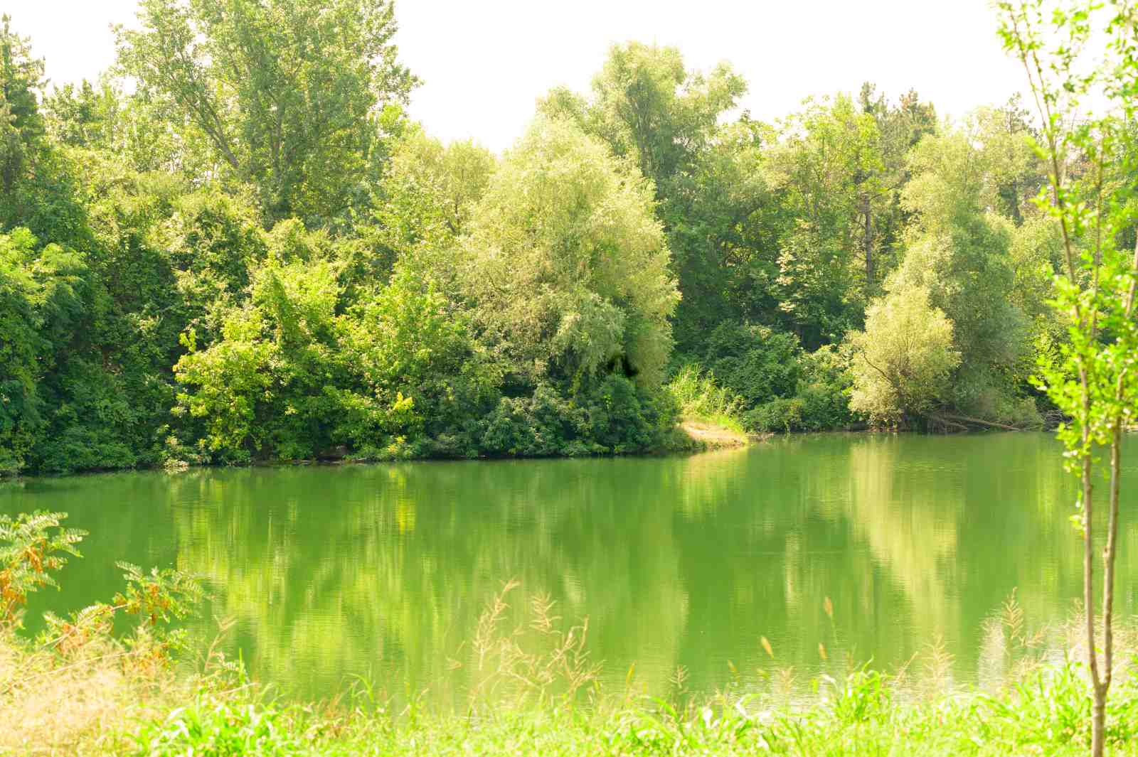 Tranquil Lakeside Serenity Wall Art