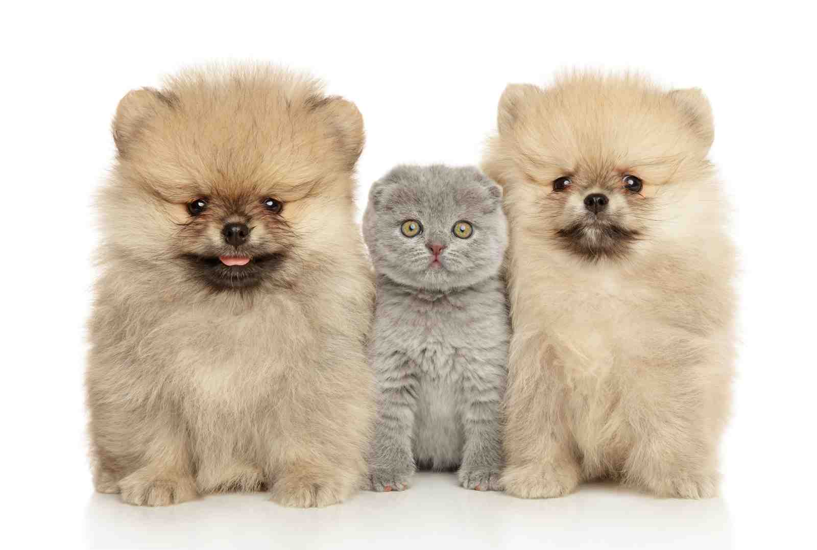 Adorable Puppy & Kitten Trio Wall Art
