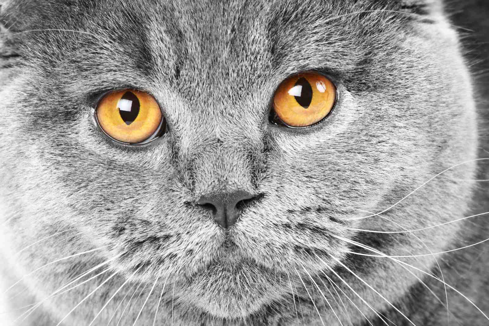 Majestic Grey Cat with Amber Eyes Wall Art