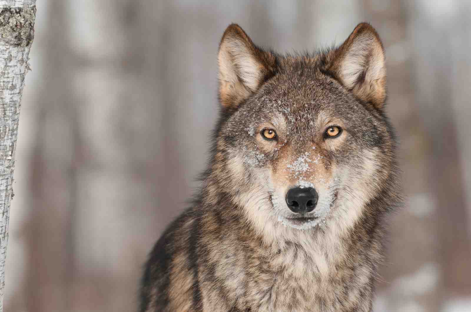 Majestic Wolf Portrait Wildlife Wall Art