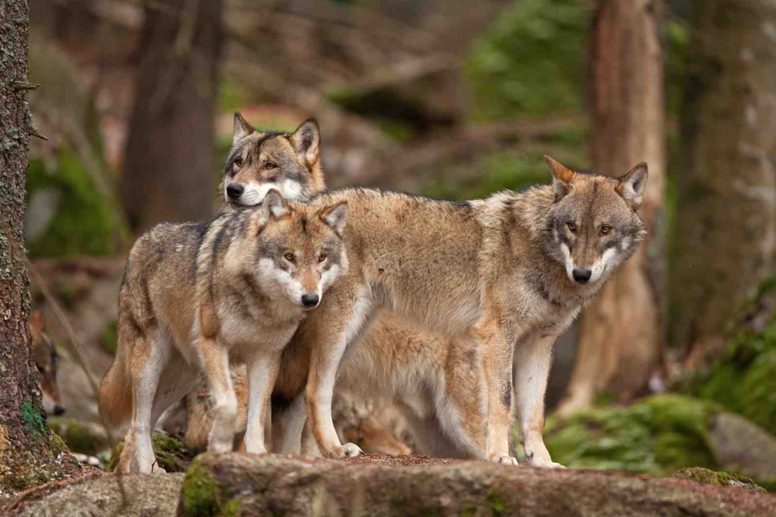 Majestic Wolf Pack Forest Wall Art