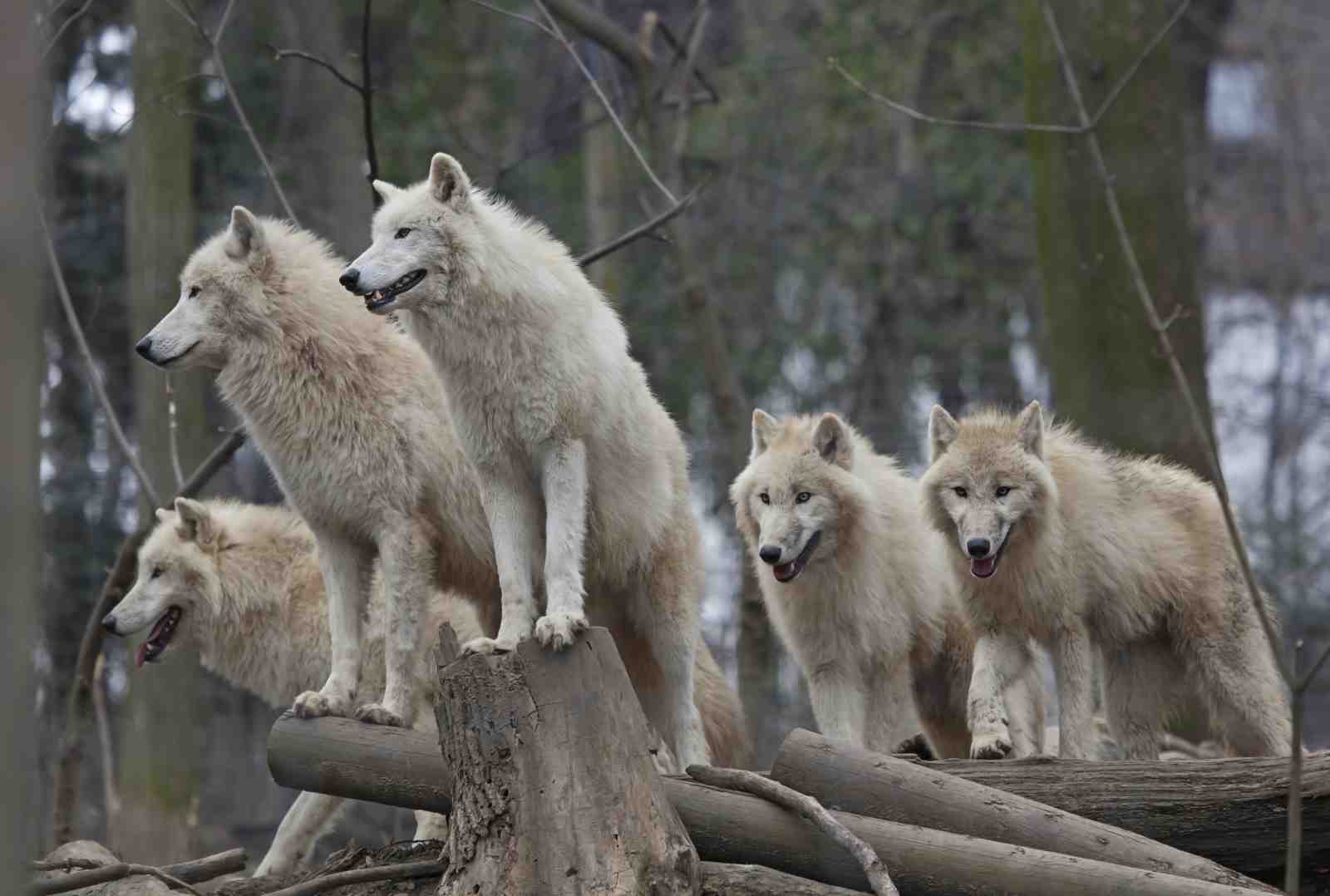Majestic Wolf Pack Forest Wall Art