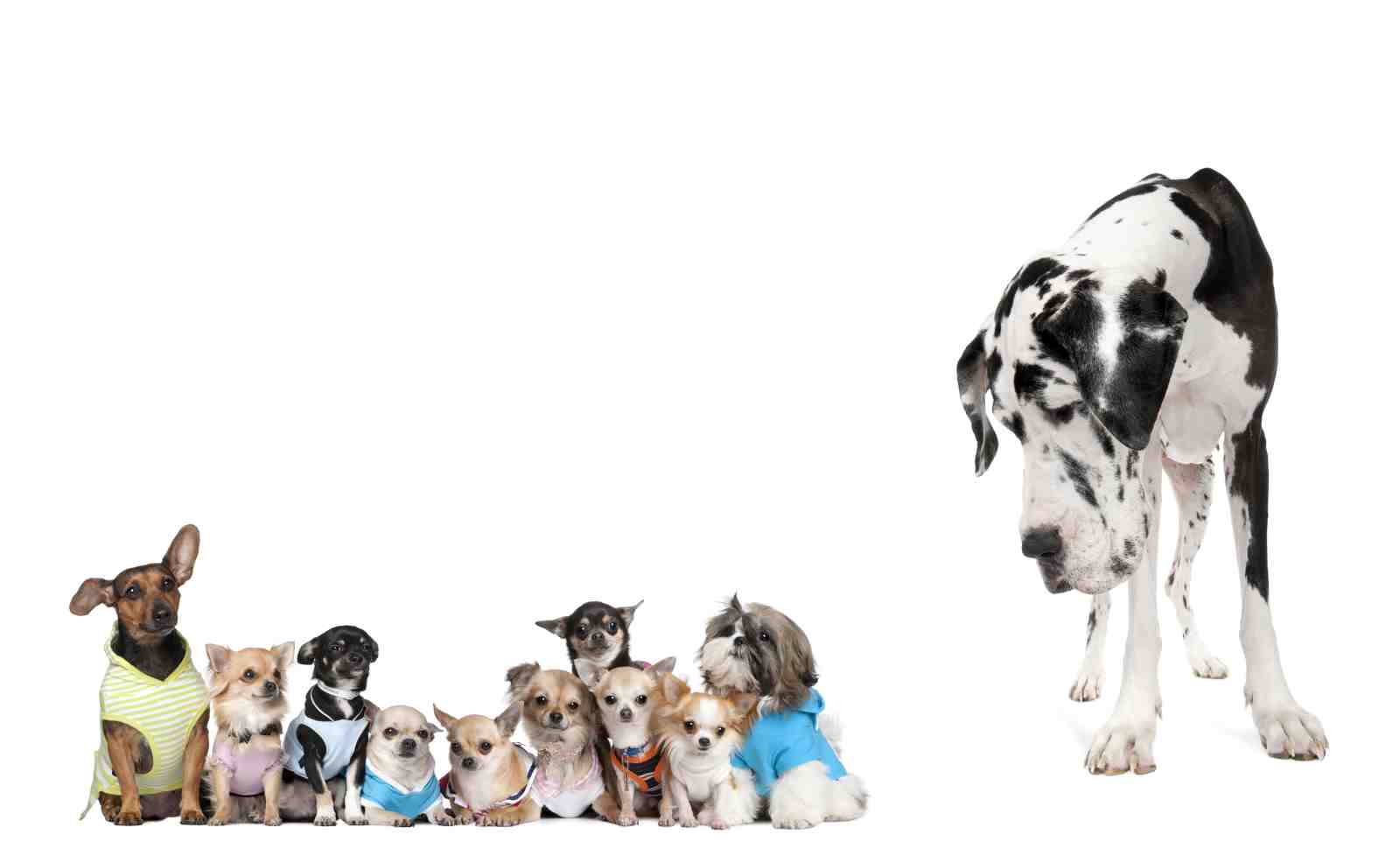 Adorable Dog Crew Wall Art