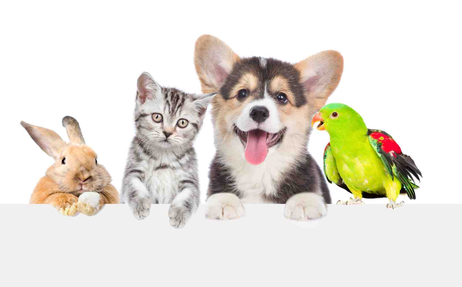 Cute Animal Friends: Dog Cat Bunny Parrot Wall Art