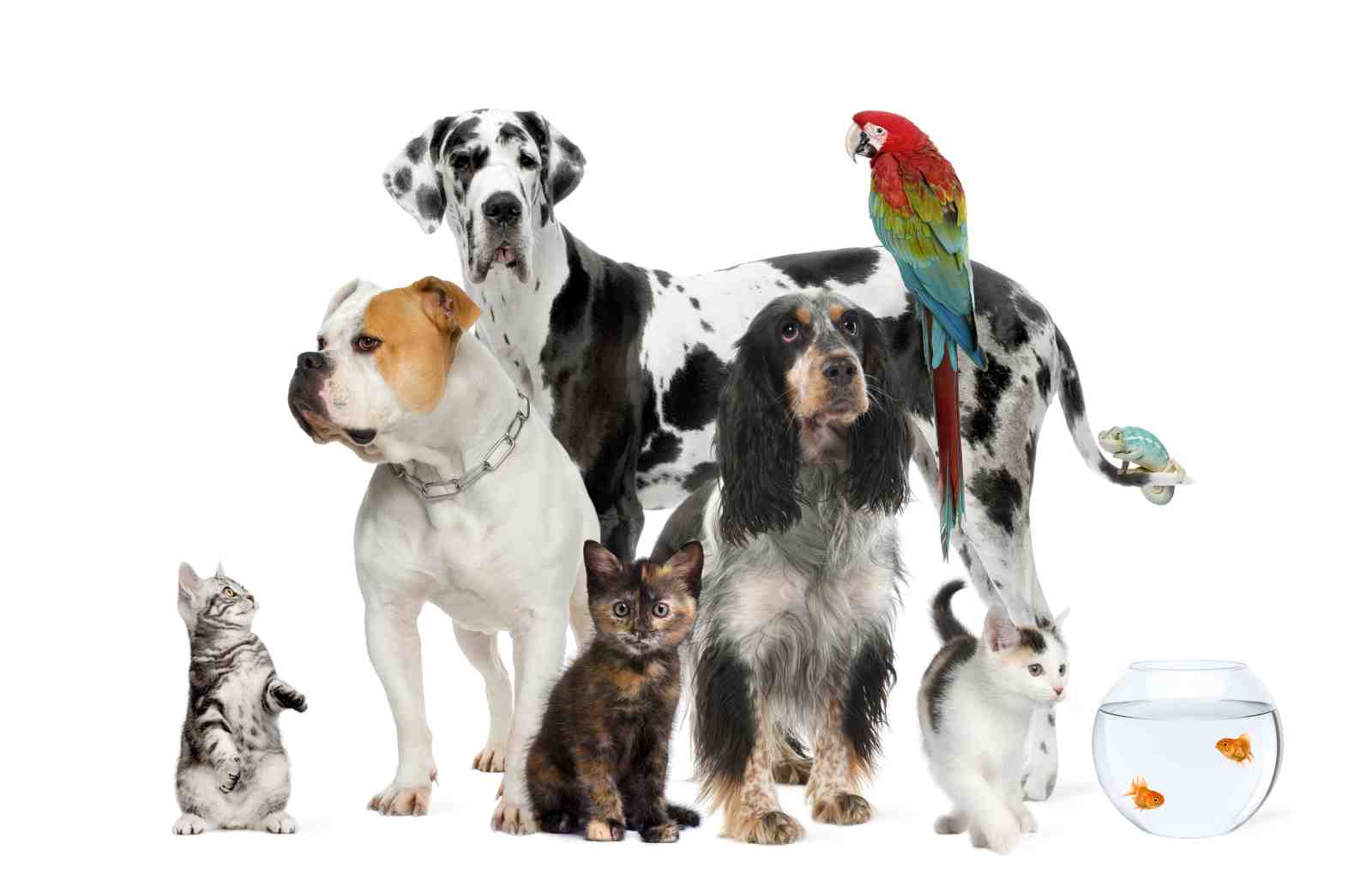 Enchanting Pet Pals Wall Art