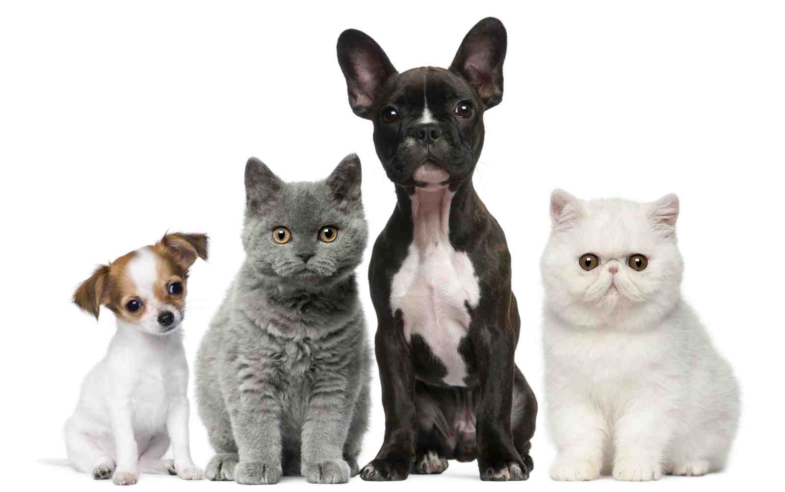 Cute Pet Trio Wall Art