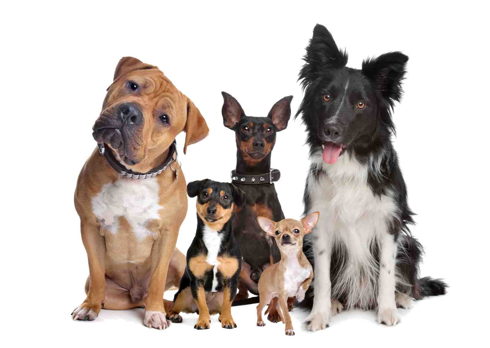 Adorable Dog Pack Portrait Wall Art