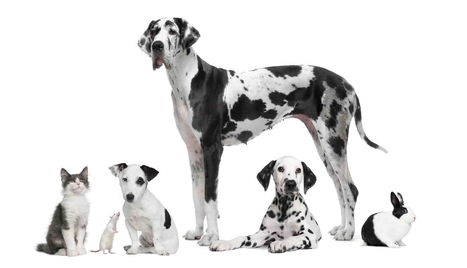 Adorable Pet Friends Duo Tone Wall Art