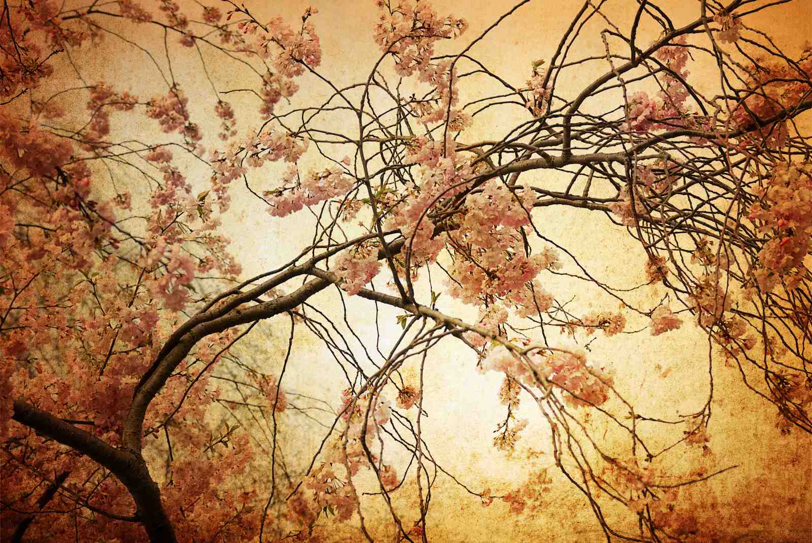 Vintage Cherry Blossom Tree Wall Art