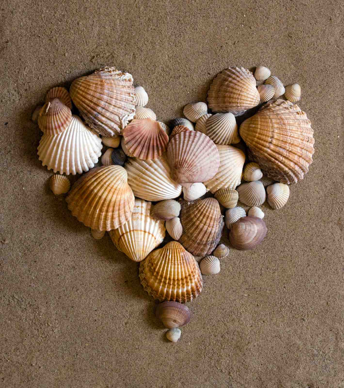 Seashell Heart Coastal Serenity Wall Art