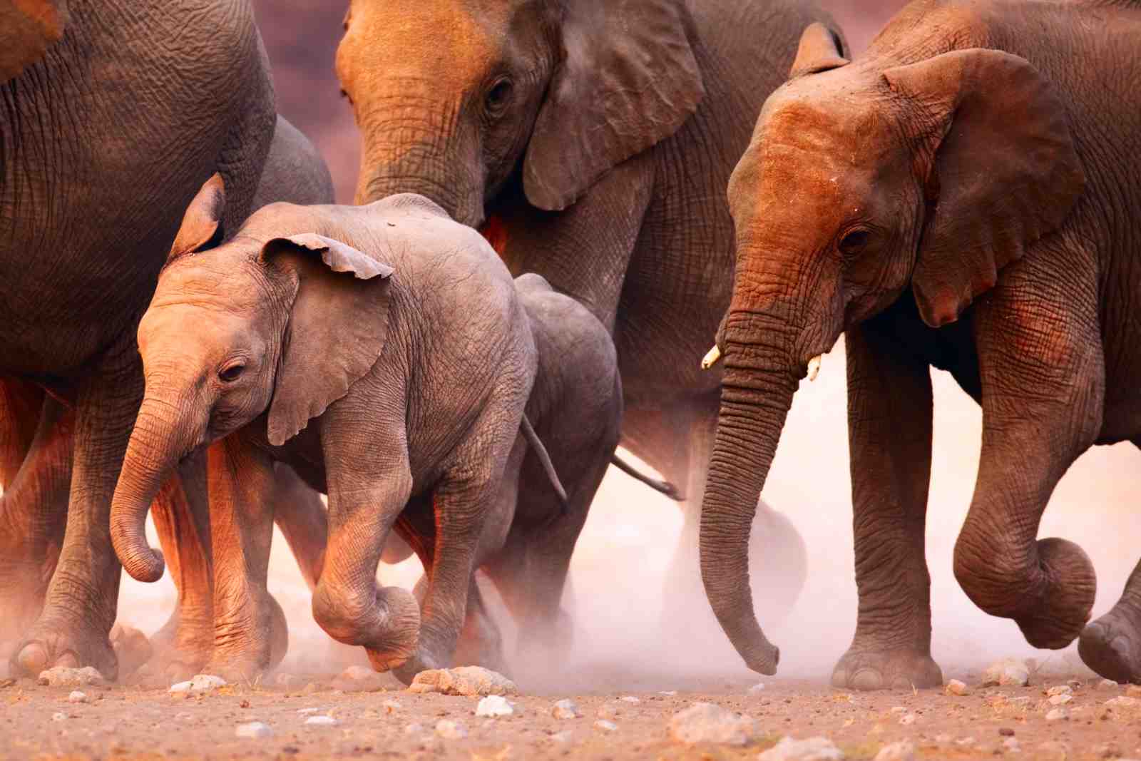 Majestic Elephant Herd Family Safari Wall Art