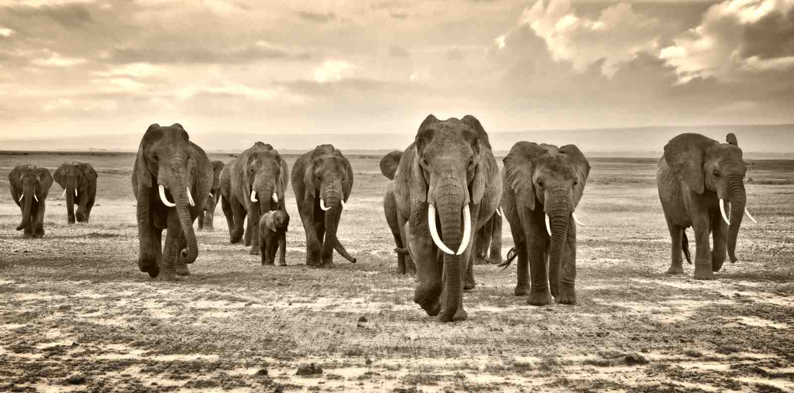 Majestic Elephant Herd Safari Wall Art