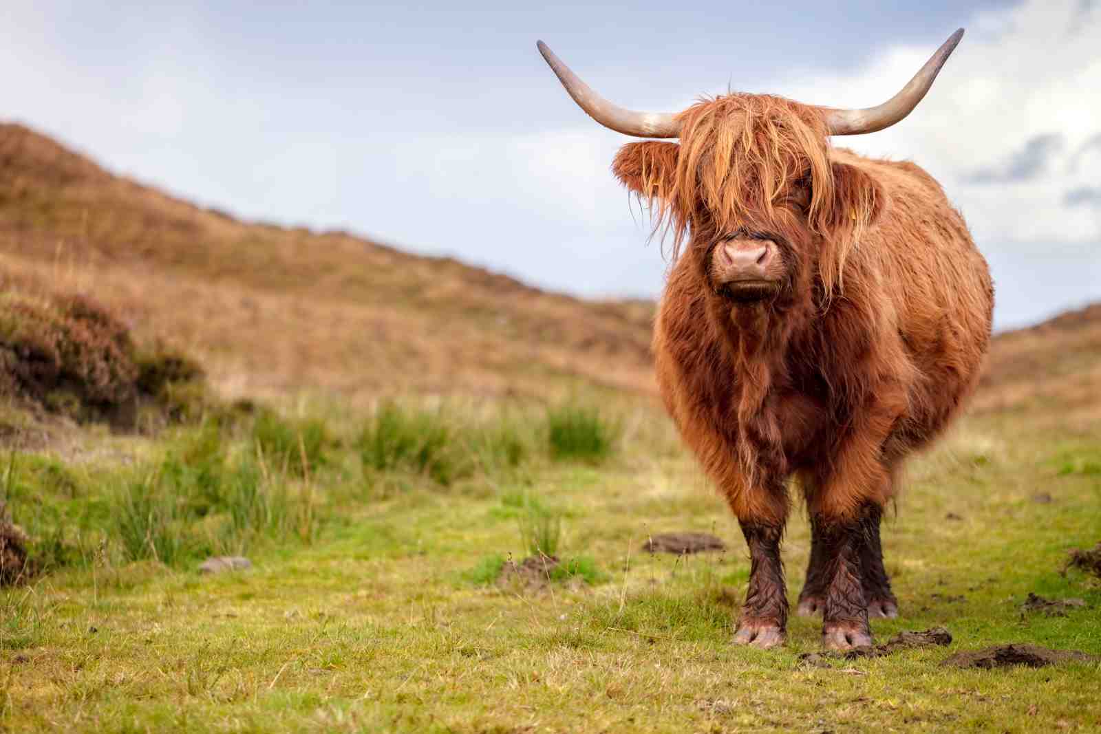 Majestic Highland Cow Rustic Nature Wall Art