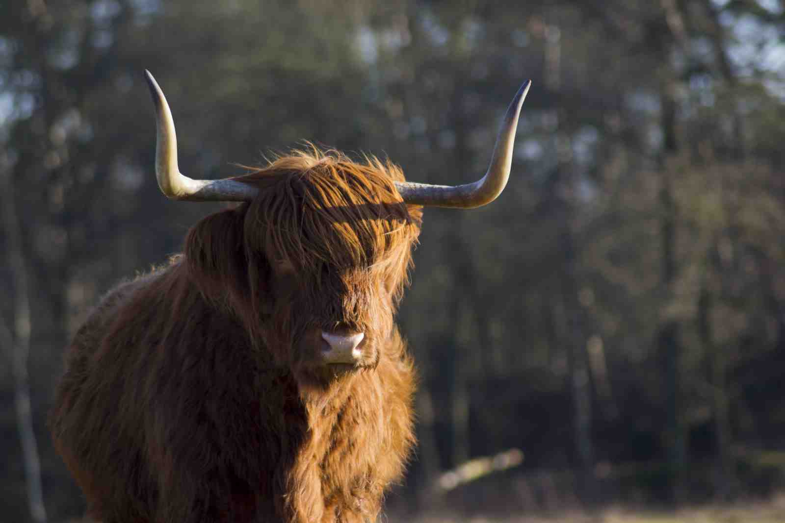 Majestic Highland Cow Portrait Wall Art