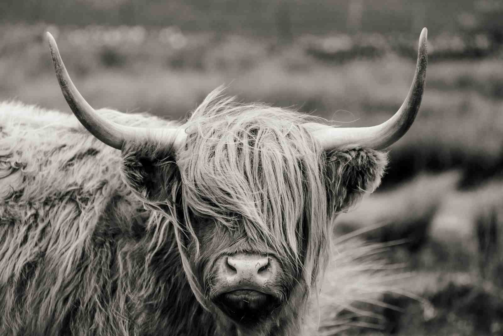 Majestic Highland Cow Portrait Wall Art