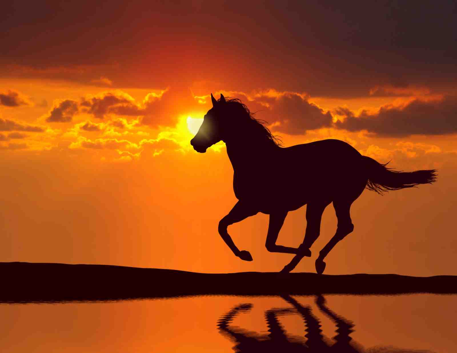 Majestic Horse Sunset Silhouette Wall Art