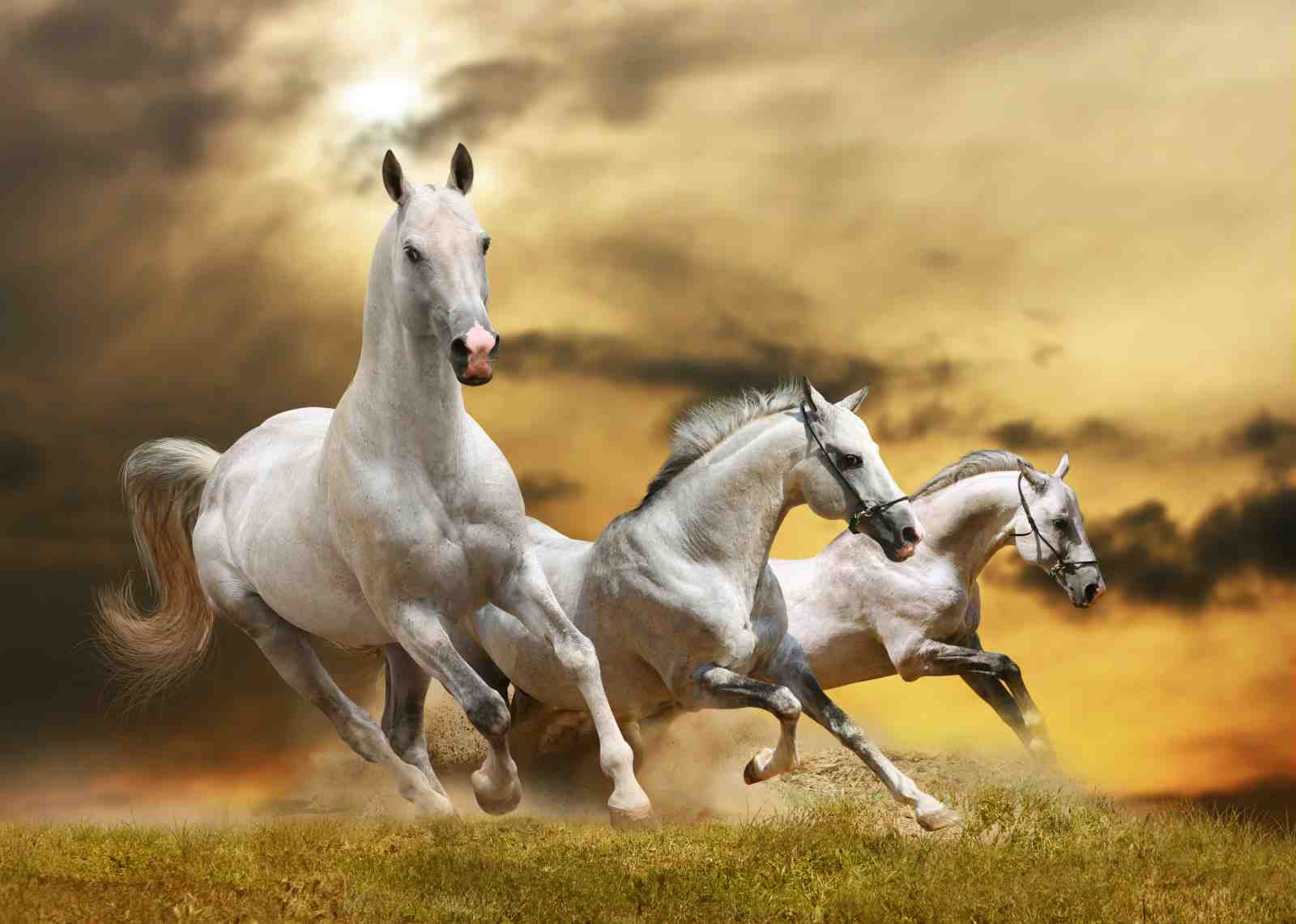 Majestic White Horses Gallop Wall Art