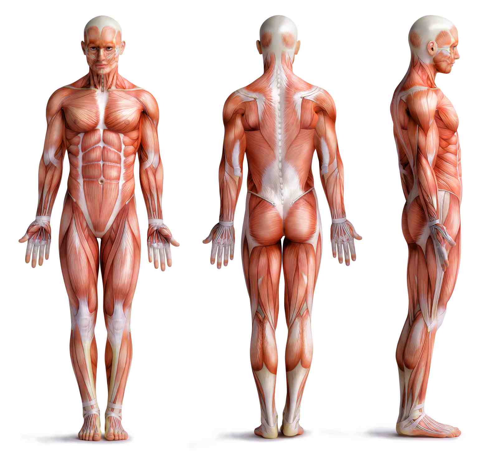 Anatomical Muscle Man 3-View Wall Art