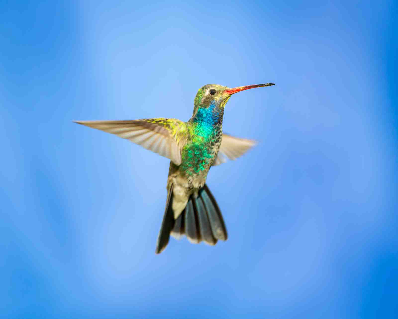 Vibrant Hummingbird in Flight Wall Art
