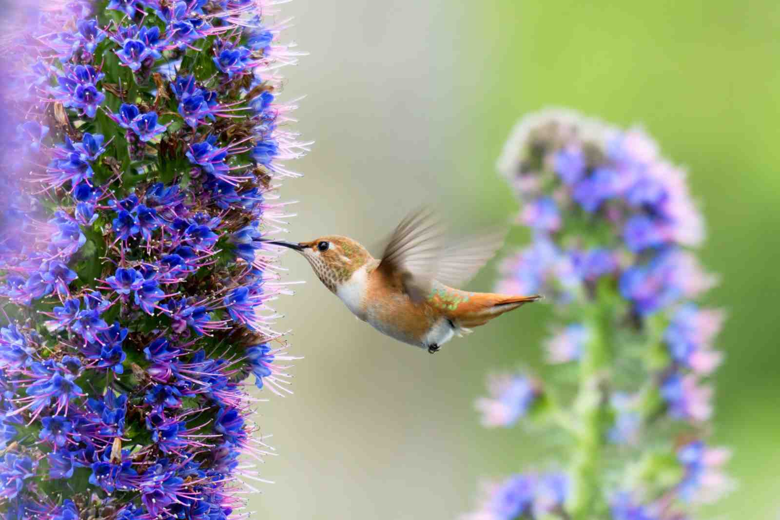 Hummingbird & Blue Flowers Wall Art