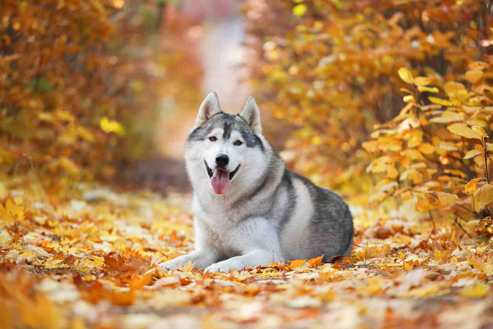 Majestic Husky Autumn Forest Wall Art