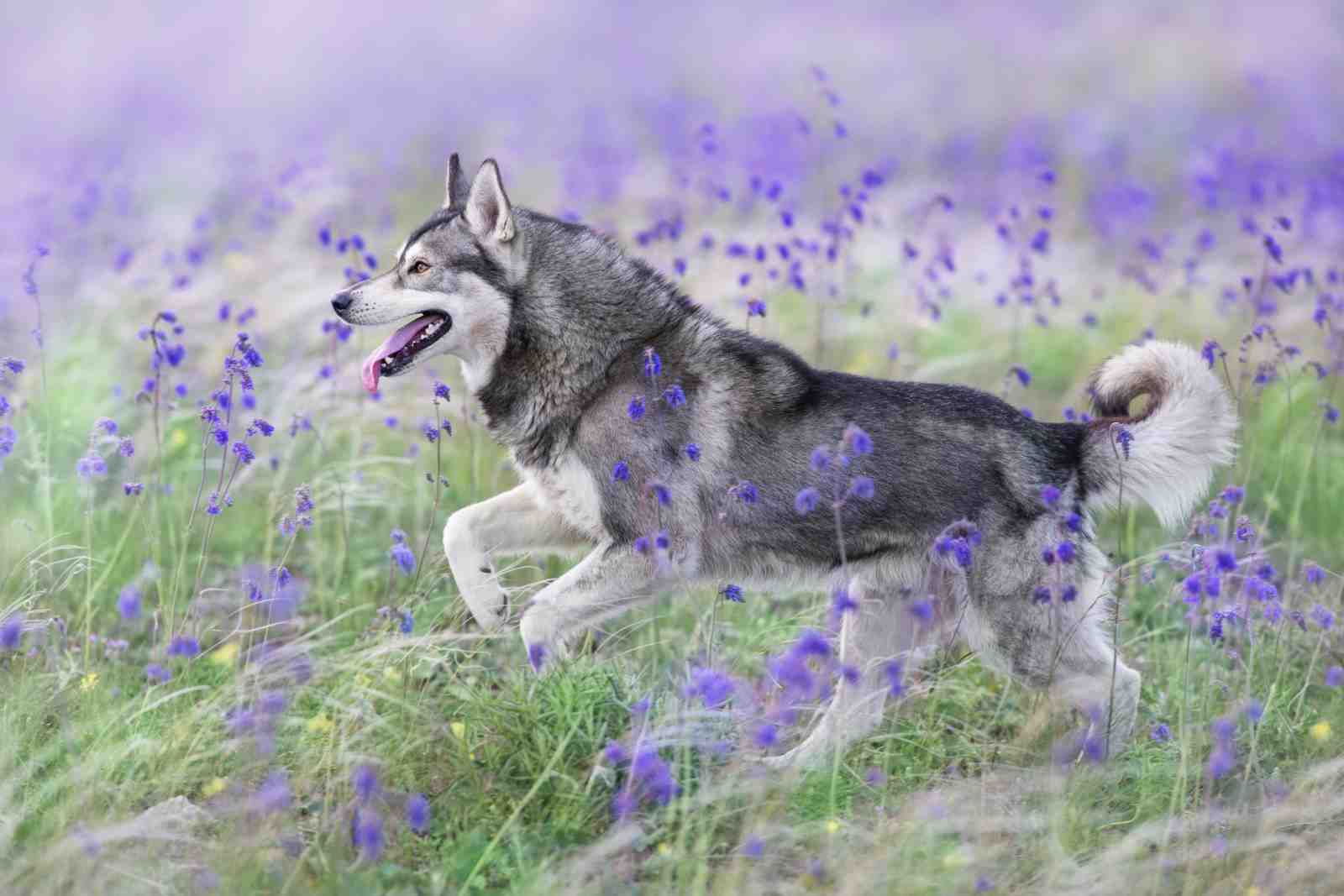 Majestic Husky in Lavender Field Wall Art