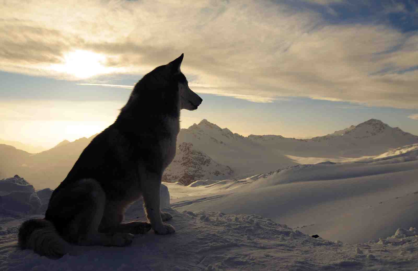 Majestic Husky Mountain Sunrise Wall Art