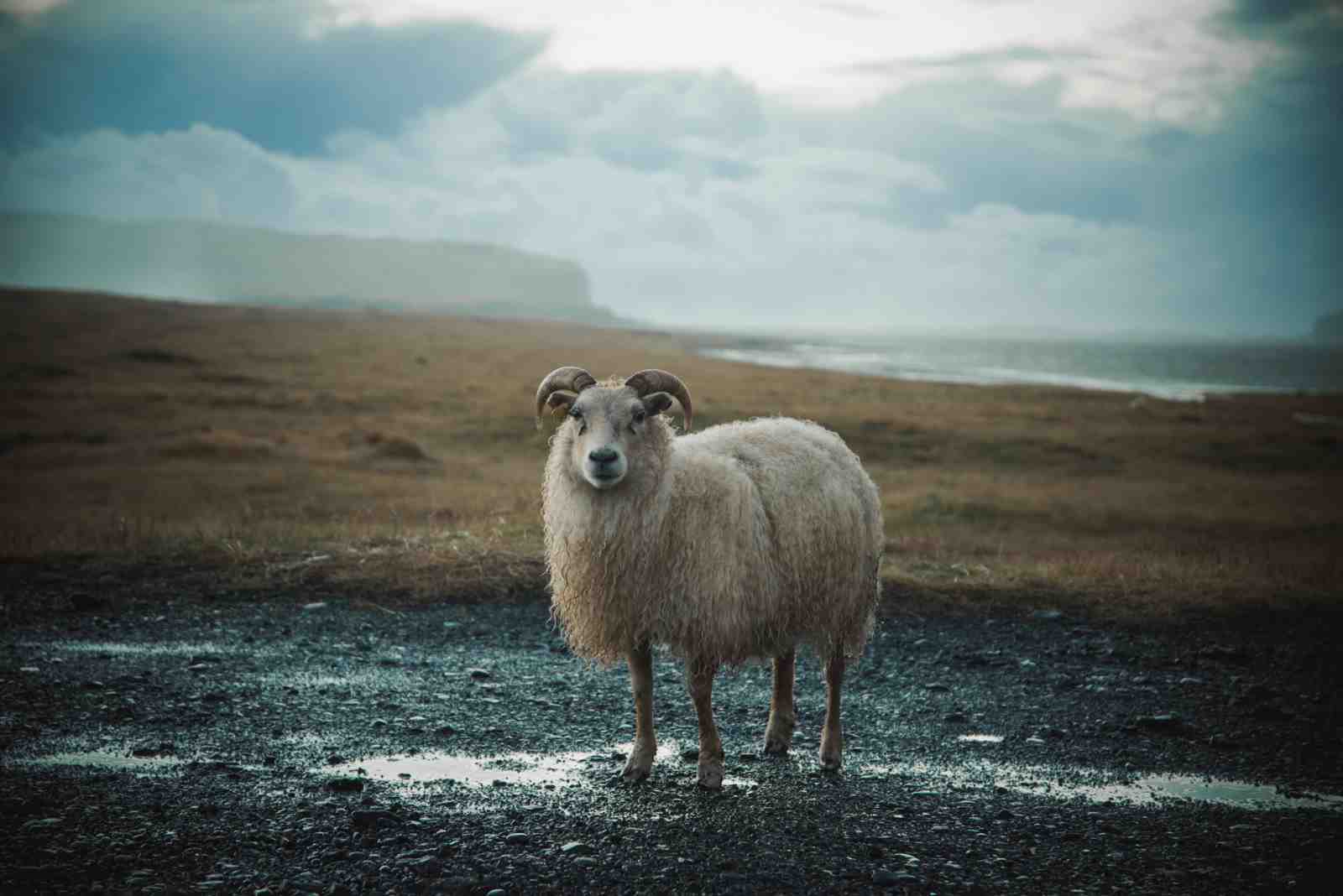 Majestic Ram Iceland Landscape Wall Art
