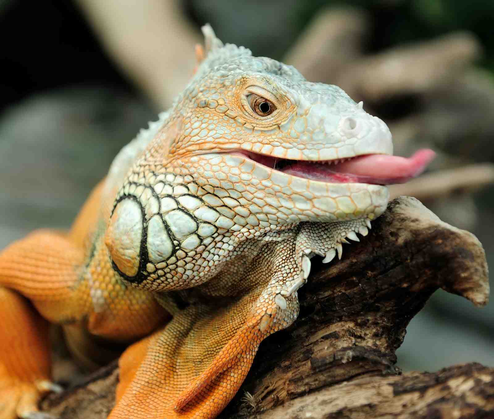 Vibrant Orange Iguana Tongue Out Wall Art