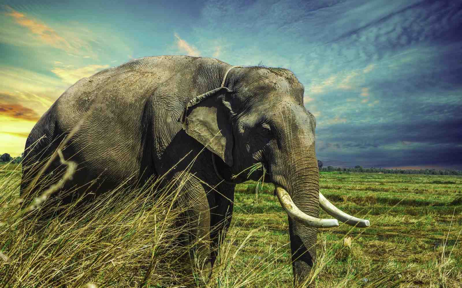 Majestic Elephant in Savannah Wall Art
