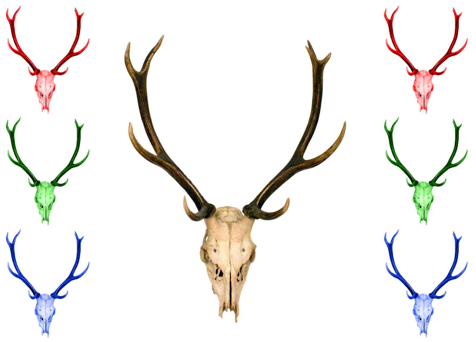 Majestic Deer Skull & Antler Wall Art Wall Art