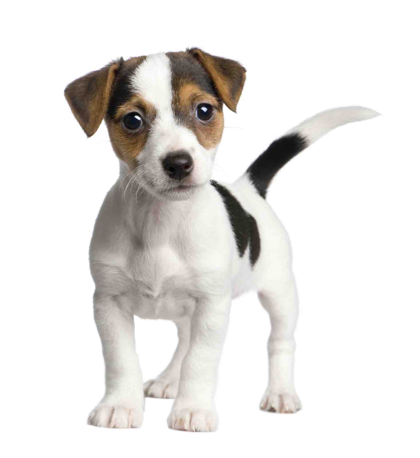 Adorable Jack Russell Terrier Puppy Wall Art