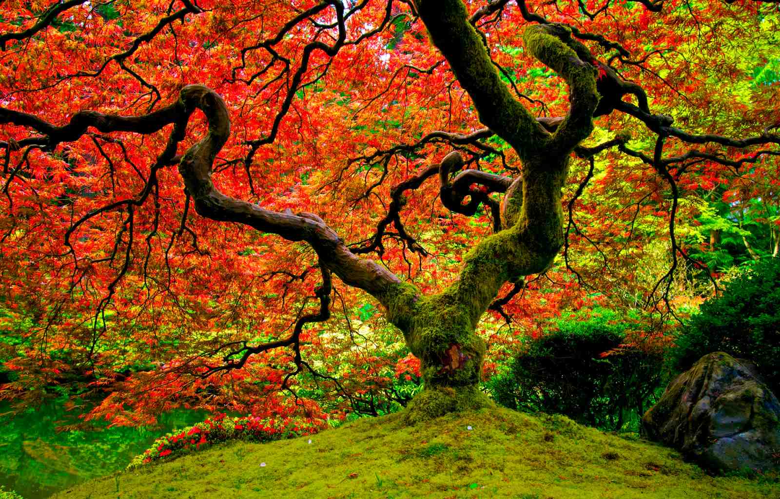 Vibrant Autumn Japanese Maple Wall Art