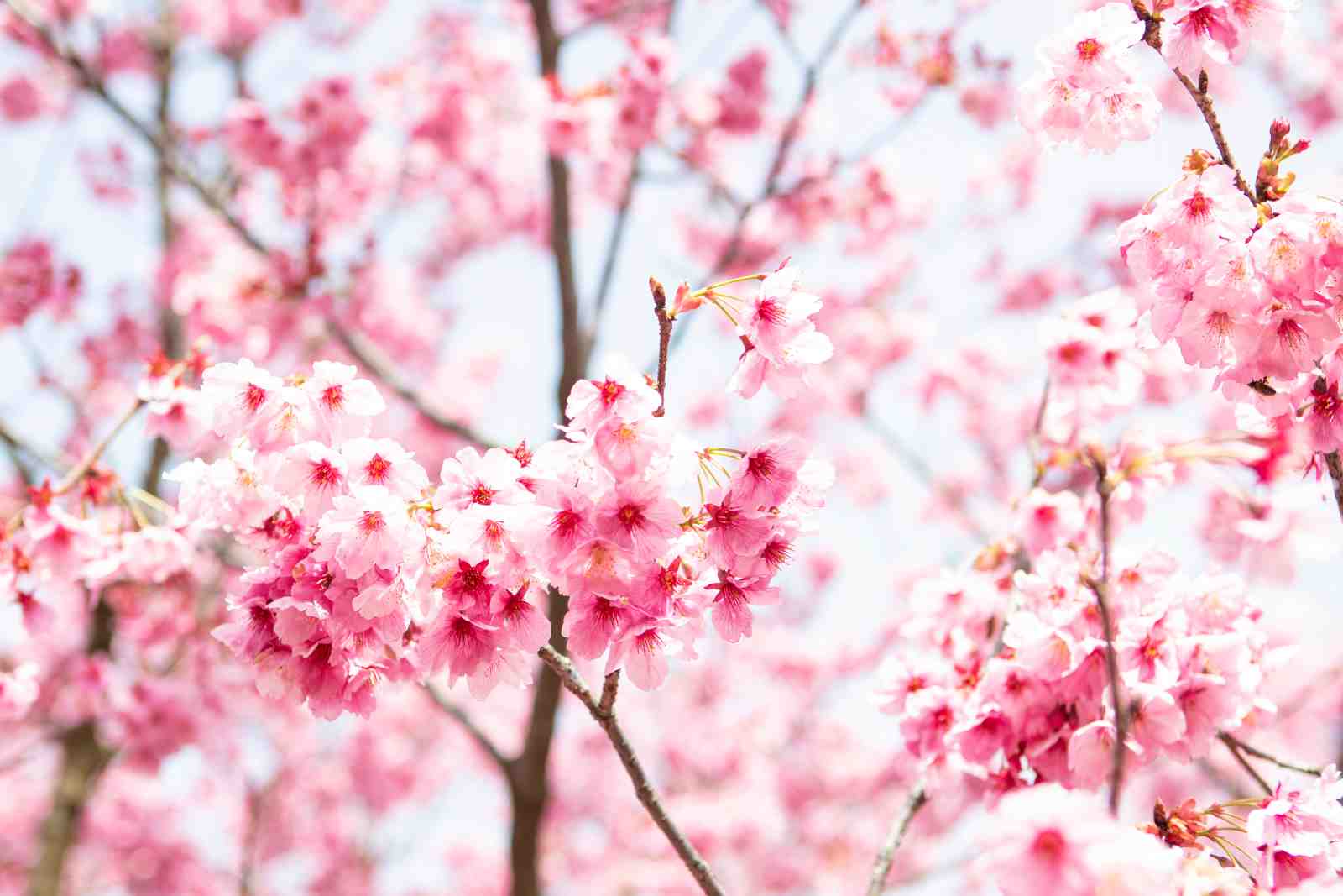 Serene Cherry Blossom Garden Wall Art