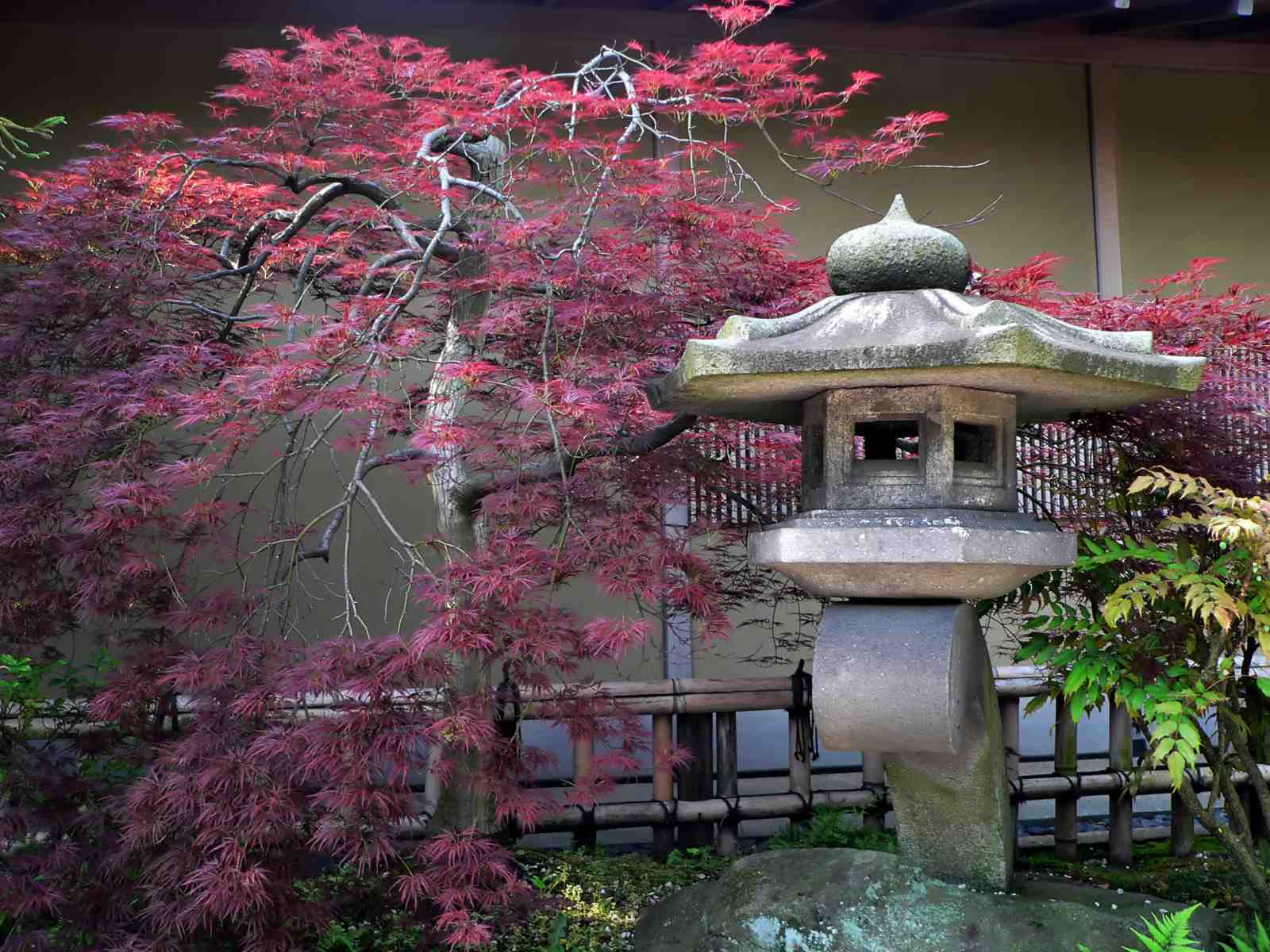 Japanese Maple & Stone Lantern Wall Art