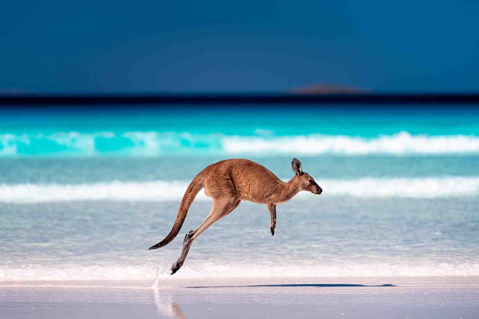 Majestic Kangaroo Beach Jump Wall Art