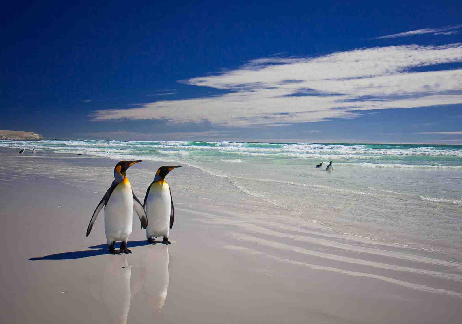 King Penguins Serene Beach Wall Art