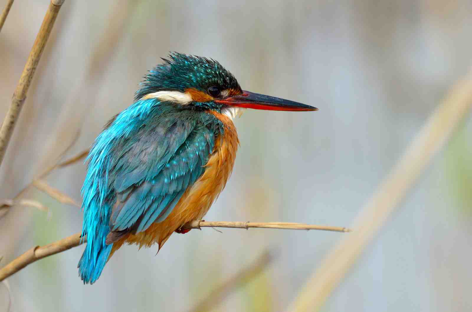 Vibrant Kingfisher Nature Wall Art