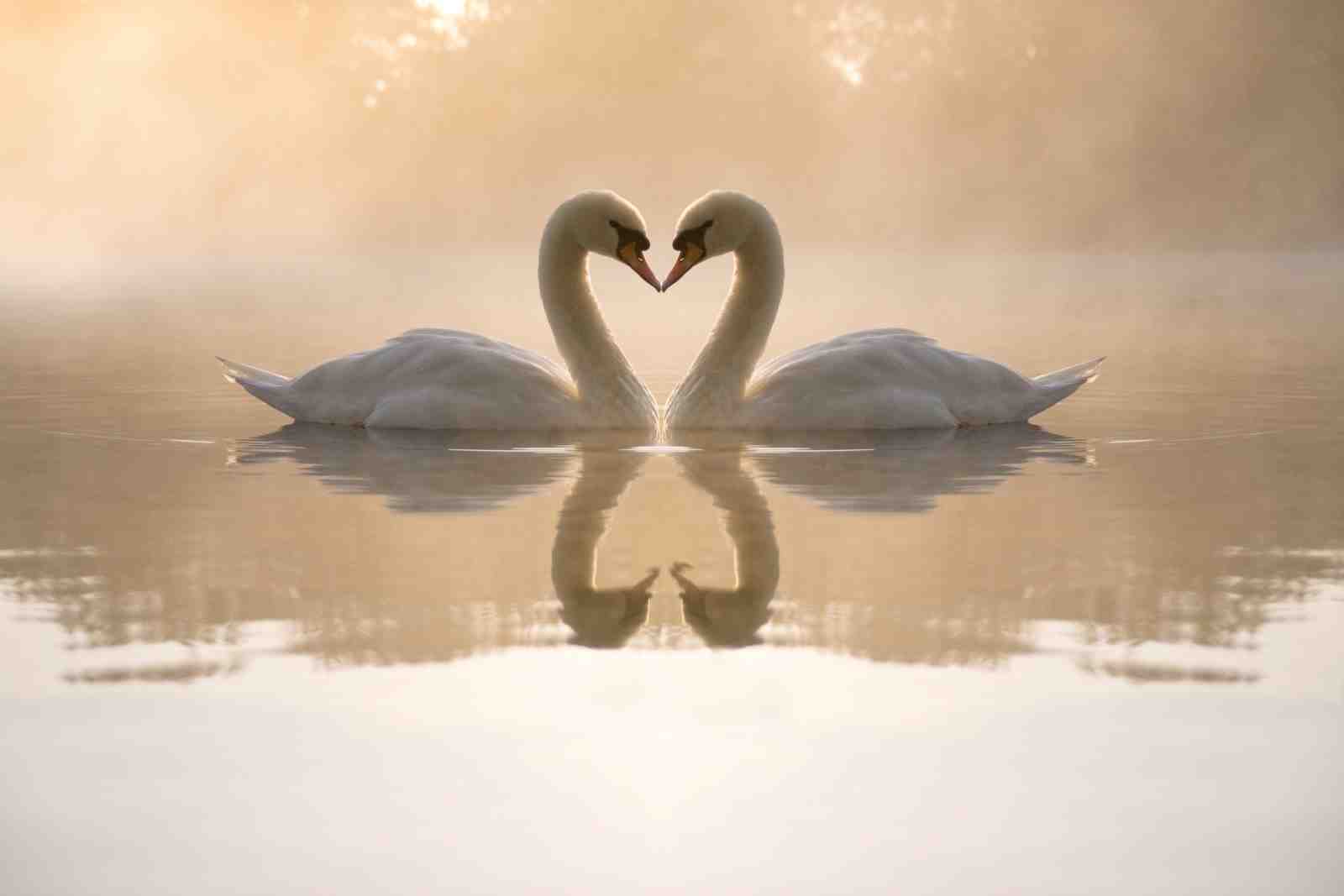 Serene Swan Love Heart Wall Art