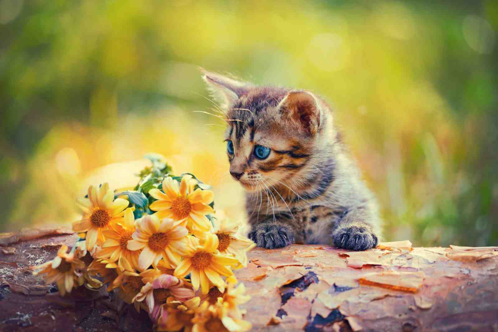 Adorable Kitten & Yellow Flowers Wall Art