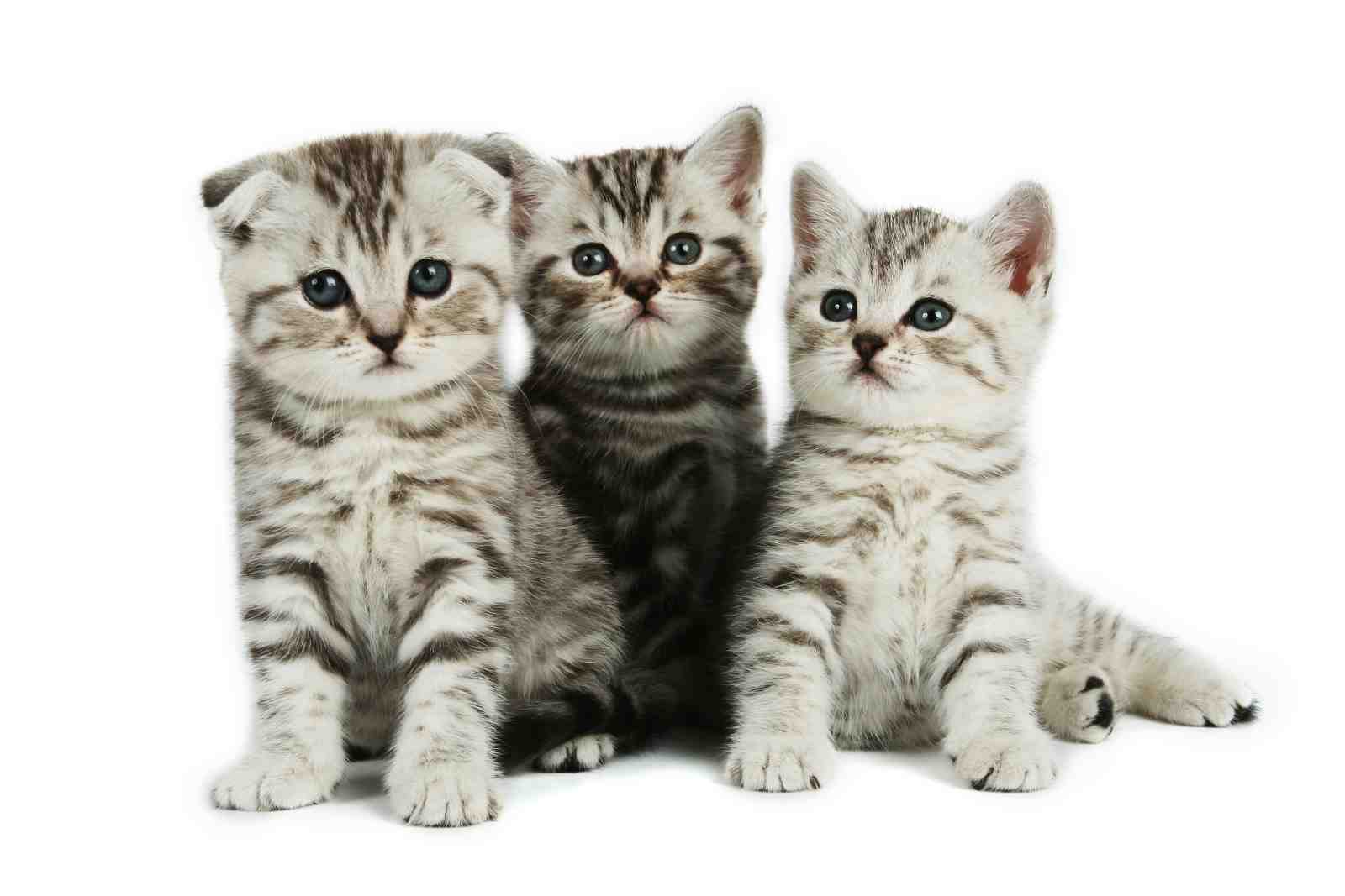 Adorable Kittens Trio Scottish Fold Wall Art