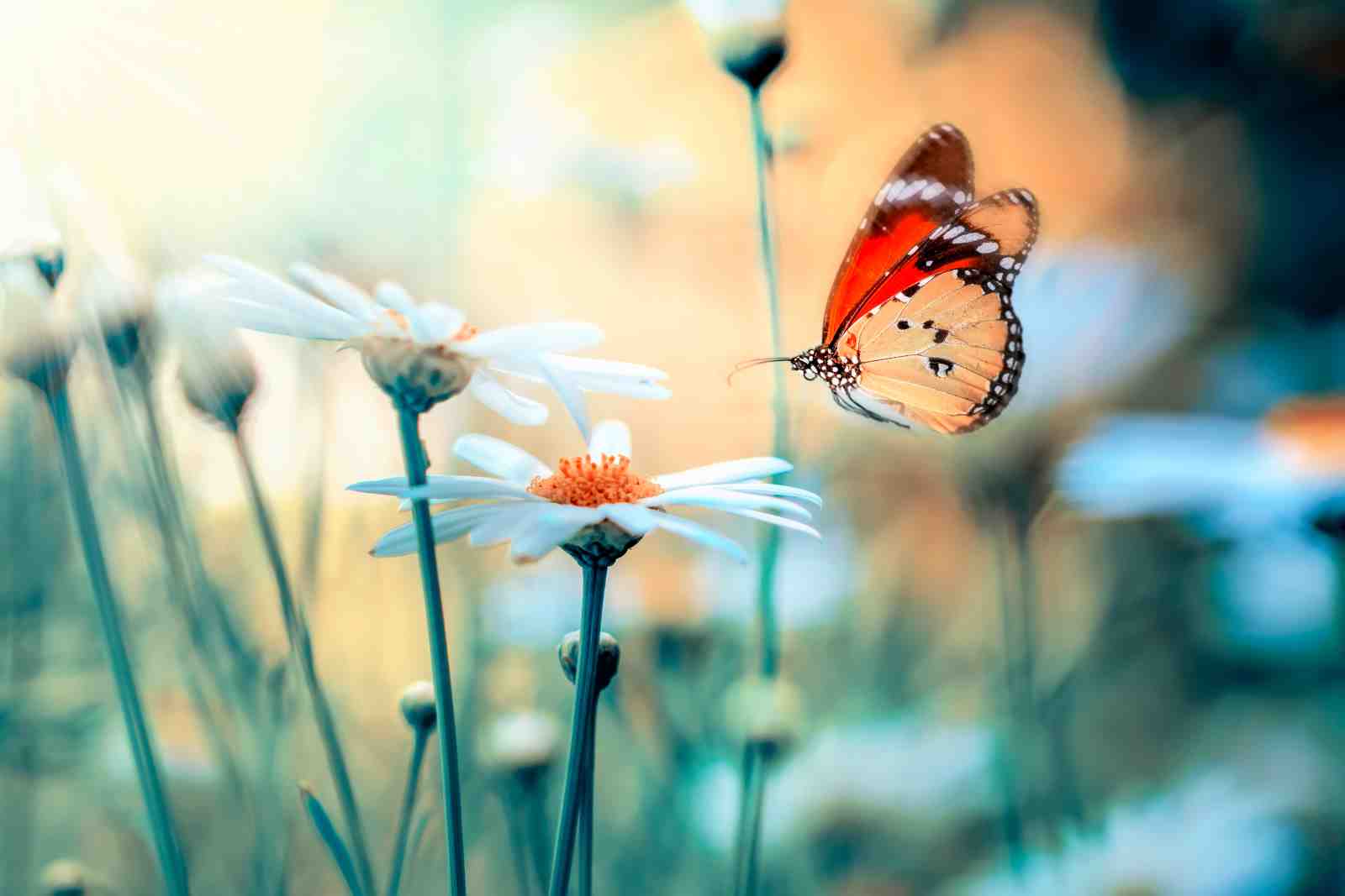 Nature's Dance Butterfly Daisy Wall Art