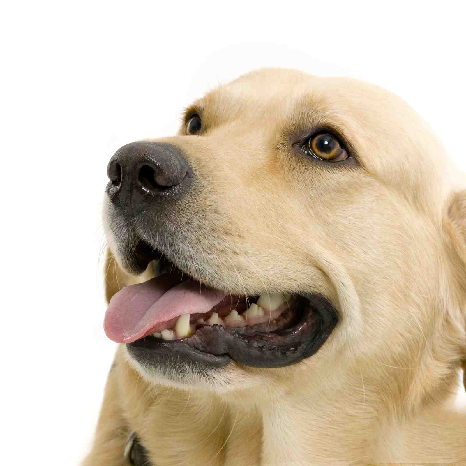Happy Golden Retriever Dog Portrait Wall Art