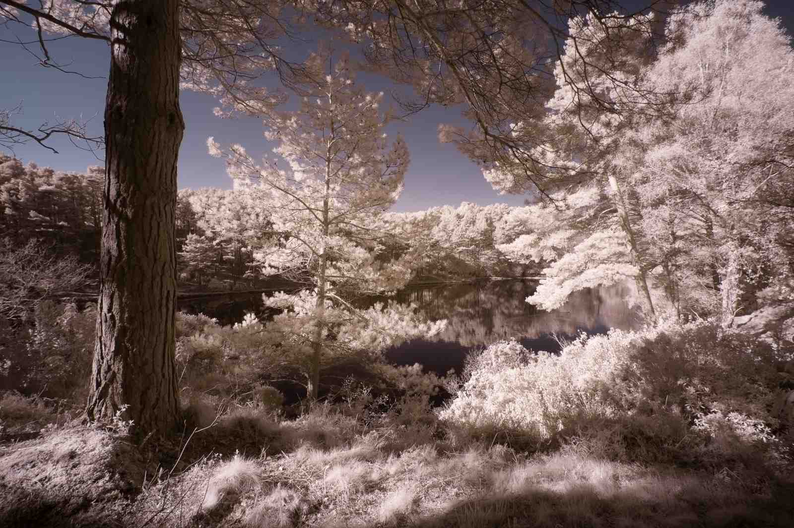 Enchanting Forest Lake Infrared Wall Art