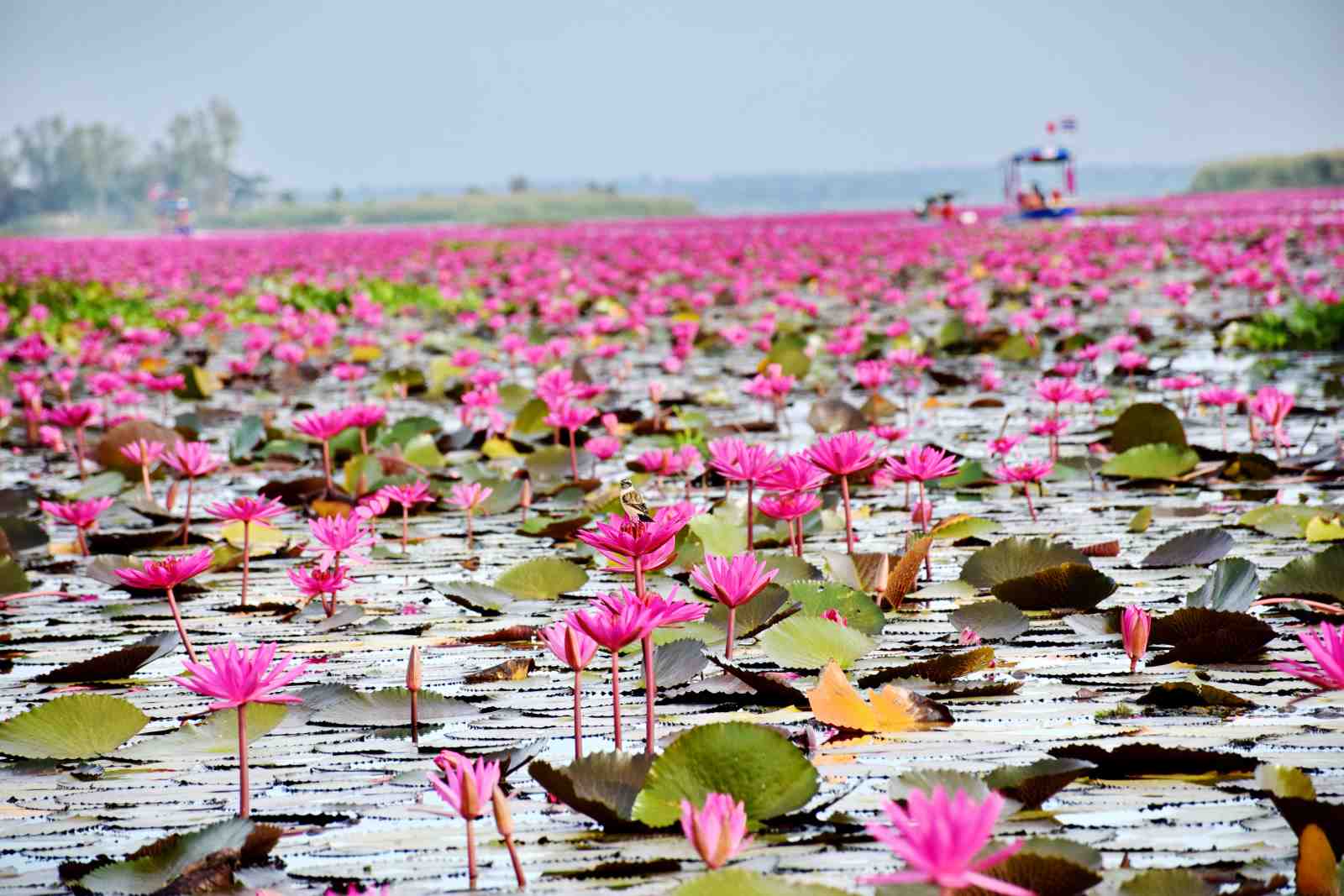 Serene Pink Lotus Field Wall Art